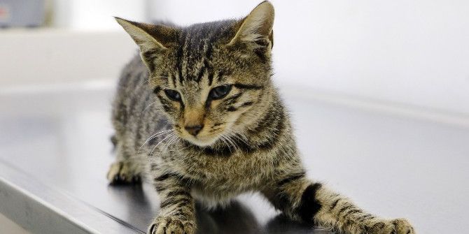 Tecavüze Ve İşkenceye Uğrayan Kedi, Yaşam Savaşı Veriyor