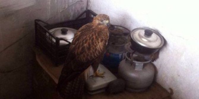 Yaralı Şahin Tedavi Altına Alındı