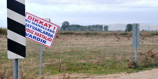 O Köylerin Girişine "Kuduz Var" Tabelası Asıldı