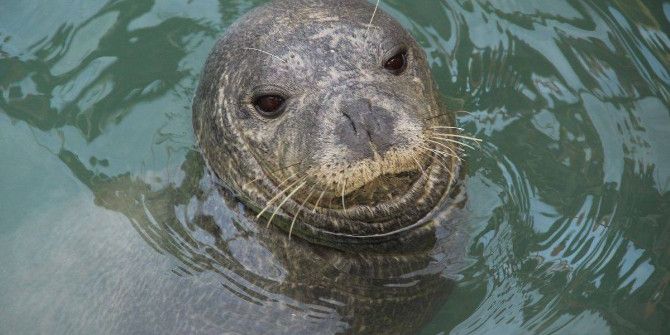 Nesli Tükenmekte Olan Akdeniz Foku, Yeniden Kuşadası Körfezi’nde Ortaya Çıktı
