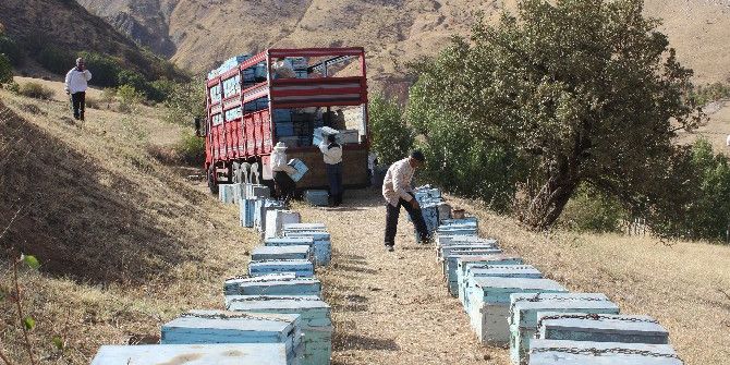 Muş’taki Arıcılar Sıcak Bölgelere Gidiyor