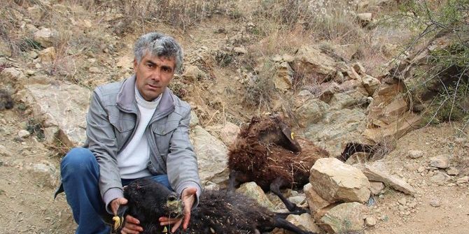 Sokak Köpekleri 7 Koyunu Telef Etti