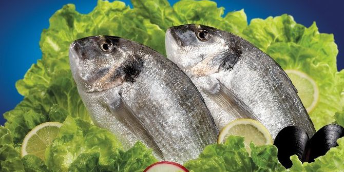 Kuzey Irak Sofralarını Türk Balıkları Süsleyecek