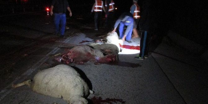 Karayoluna Çıkan Koyun Sürüsüne Otobüsün Çarptı, 30 Koyun Telef Oldu