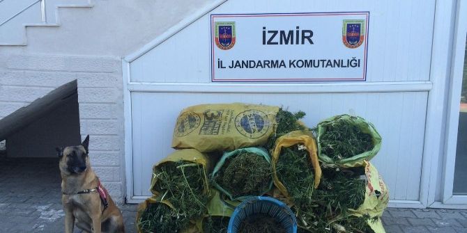 İzmir’de 86 Kilo Esrar Ele Geçirildi