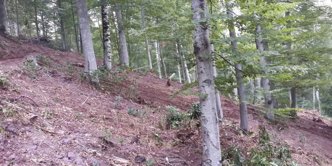 Sakarya’da Ormanlar Gençleşiyor