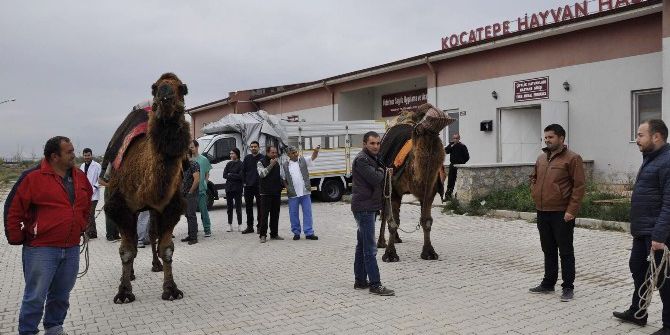Şampiyon Develer Sağlık Kontrolünden Geçirildi