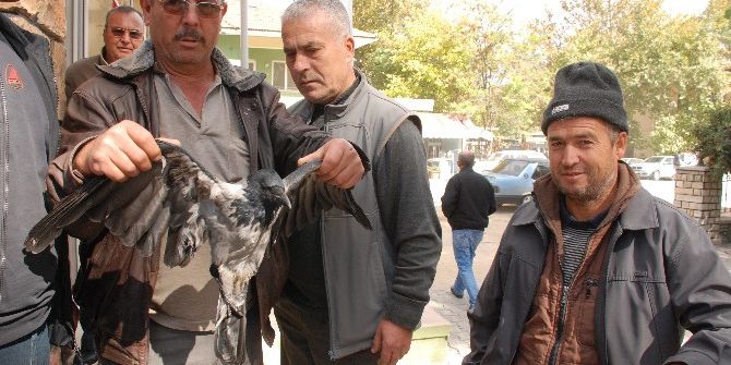 Yaralı Karga Tedaviye Alındı