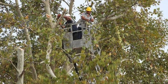 Tarihi Çınarlara Bakım Zamanı