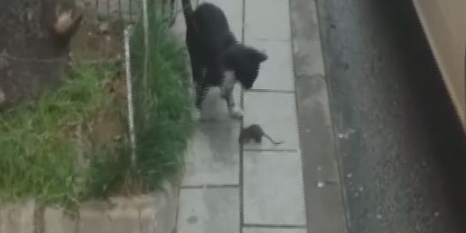 Tom Ve Jerry Böyle Gerçek Oldu...