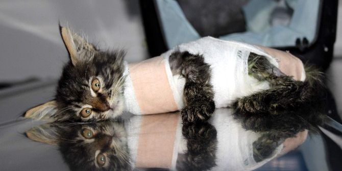 Otomobilin Ezdiği Yavru Kedi Protez Bacakla Yürüyecek