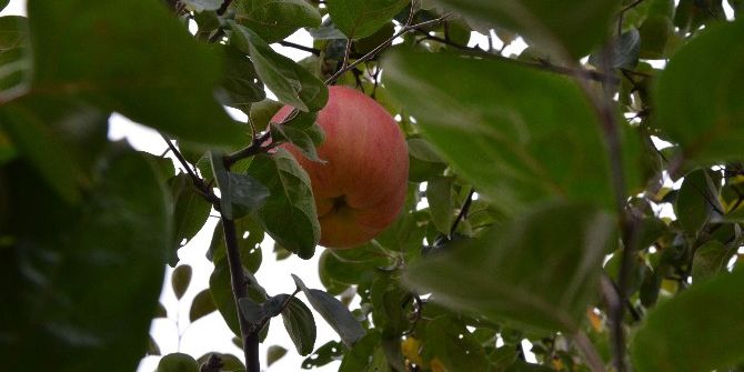 7 Yıl Sonra Gelen Esrarengiz Meyve