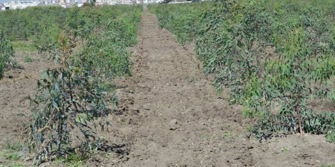 Mersin’de Endüstriyel Ağaçlandırma Çalışmaları Sürüyor