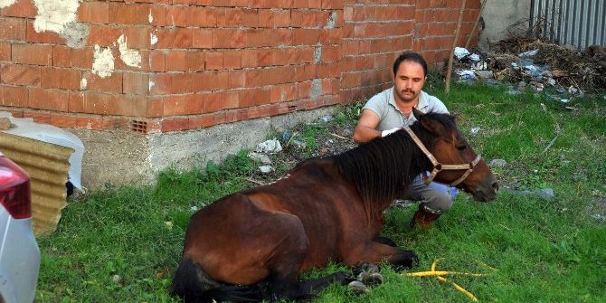 Sahibinin Ölüme Terk Ettiği Hasta At Hayata Döndürüldü