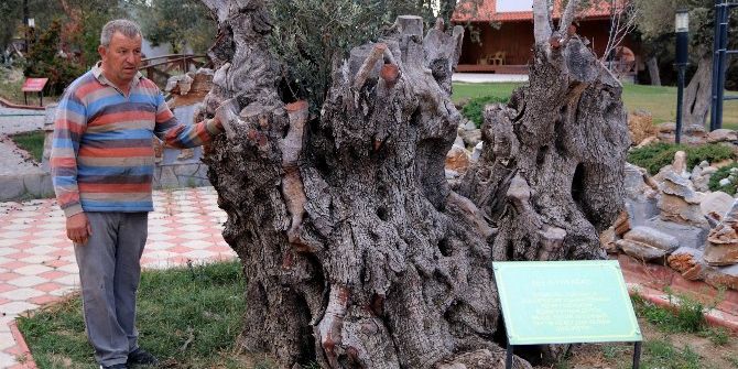 Odunları Sanat Eserine Dönüştürüyor