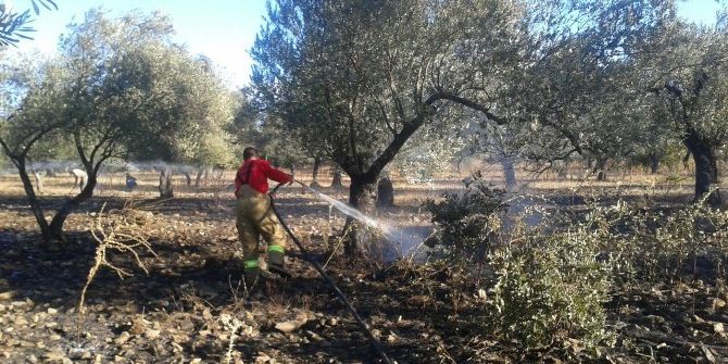 Edremit’te Zeytinlik Yangını