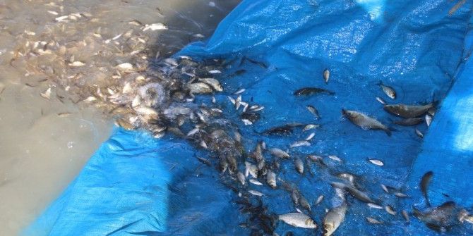 Cip Barajı’na 100 Bin Balık Bırakıldı