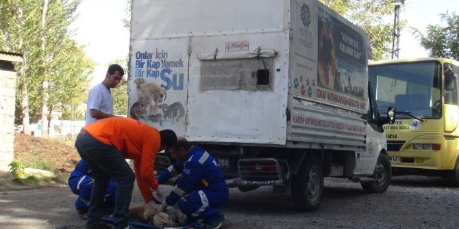 Mardin’den Tatvan’a Kedi Ve Köpek Sevki