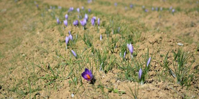 Safran Hasadı Başladı