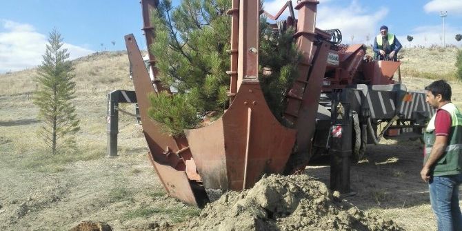 Sungurlu’da Ağaçlar Mesire Alanına Taşınıyor