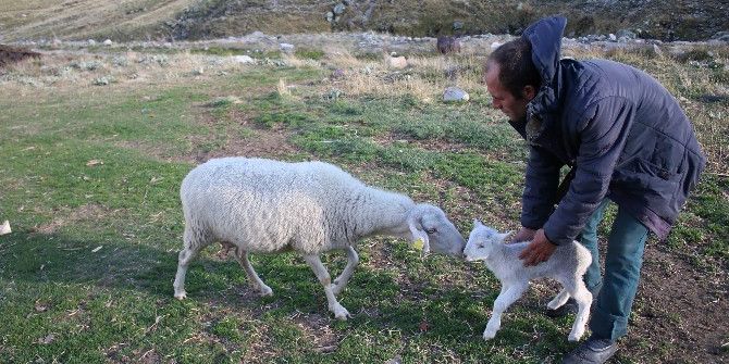 Uludağ’da Koyunların Zirve Kampı Sona Erdi