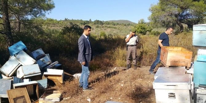 Kovanları Bulan Jandarma, Arı Ve Bal Hırsızlarının Peşine Düştü