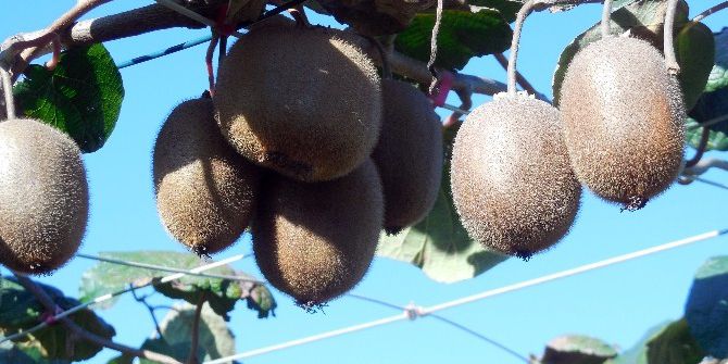Kivi Pazarına Kahramanmaraş Da Girdi