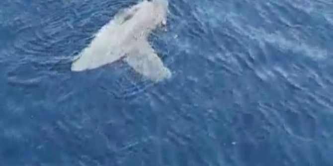 Marmaris’te Yarım Tonluk ’Ay Balığı’ Görenleri Şaşırttı