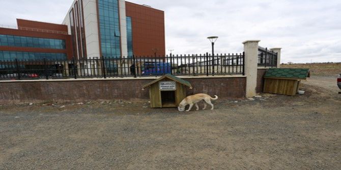 Kedi Ve Köpekler Evlerine Kavuştu