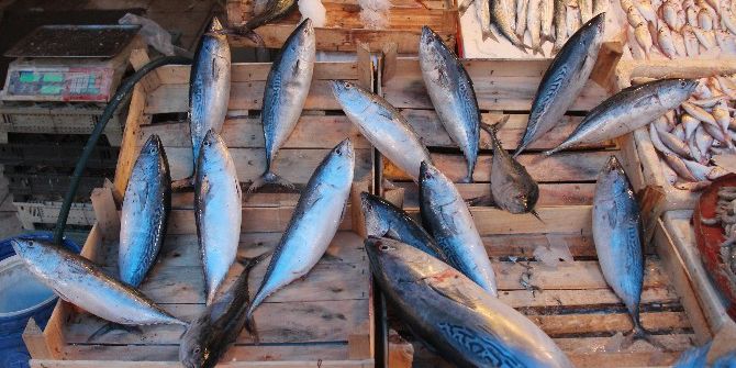 Köpek Balıklarından Kaçan Dev Palamutlar Akdeniz’de