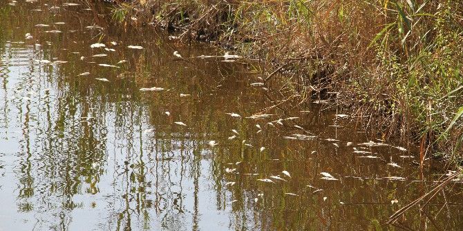 Fethiye’de Balıklar Telef Oldu