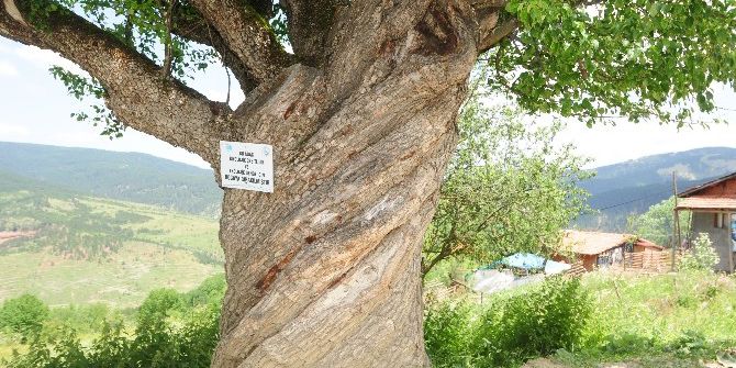 200 Yıllık Burgulu Armut Ağacı Görenleri Şaşırtıyor