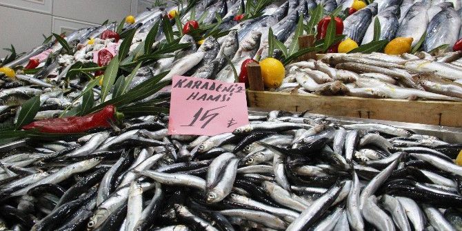 Palamut El Yakmaya Başladı