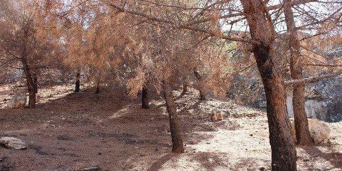 Ağaçlar Yangından 3 Ay Sonra Kurumaya Başladı