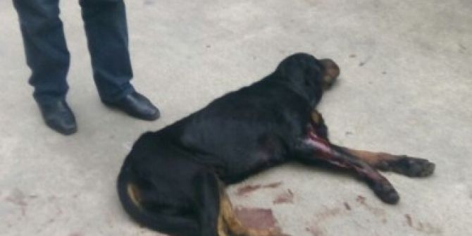 Rize’de Kavga Eden Köpekleri Ayırmak İsterken 2 Kişi Silahla Yaralandı