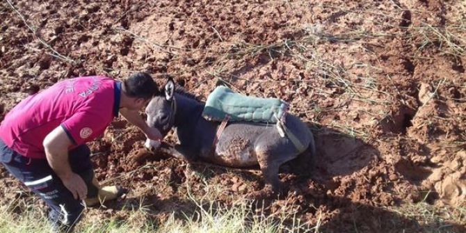 Bataklığa Saplanan Eşek Kurtarıldı