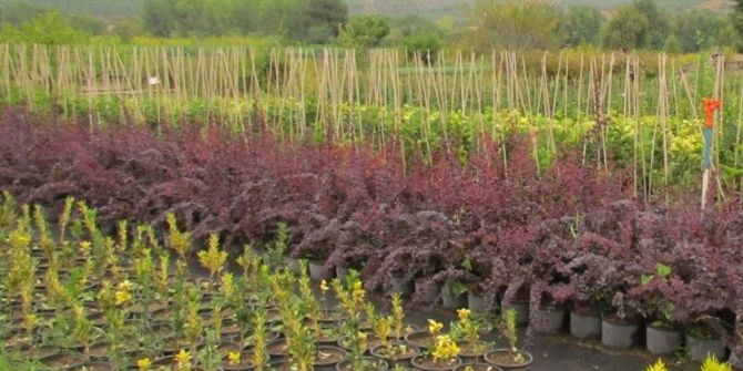 3 Milyon Fidan Toprakla Bulaşacak