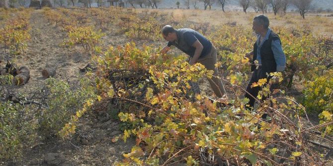 Diyarbakır’da Bağbozumu Zamanı