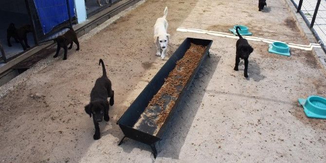 9 Ayda 745 Yaralı Hayvan Tedavi Edildi