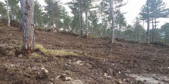 Vezirköprü’de Ormanların Genetik Yapısı Korunuyor