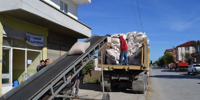 Alaçam Tmo Çeltik Alımına Başladı