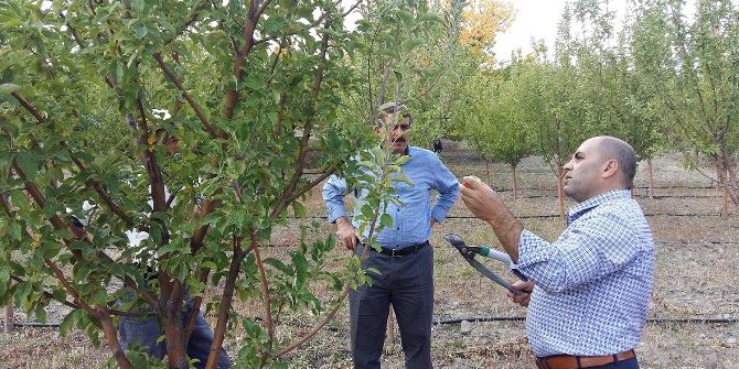 Meyve Bahçelerinde Sonbahar Bakımı