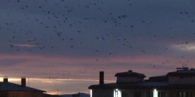 Erzurum’da Yüksek Kesimlere Kar Düşmesiyle Kuşların Da Göçü Başladı