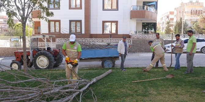 Yeni Ağaçlar Toprakla Buluşuyor
