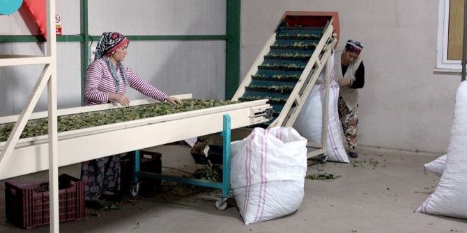 Defne Kurutma Tesisi İçin Tanıtım Filmi Çekilecek