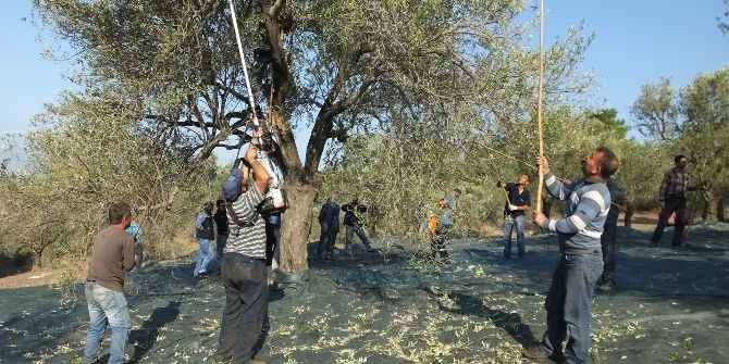 Burhaniye’de Zeytine Sinek Zararı