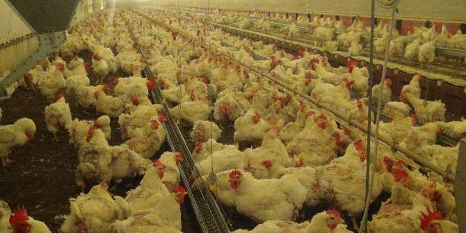 Musul Operasyonu Tavukçuları Üzdü