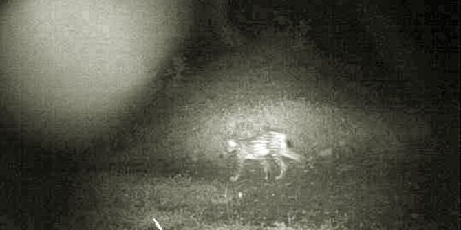 Çorum’da İlk Kez Vaşak Görüntülendi