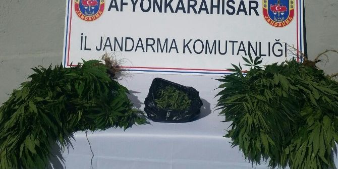 Jandarma Bahçede Uyuşturucu Operasyonu Yaptı