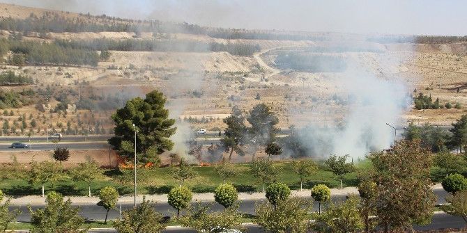 Şanlıurfa’da Ağaçlık Alanda Yangın